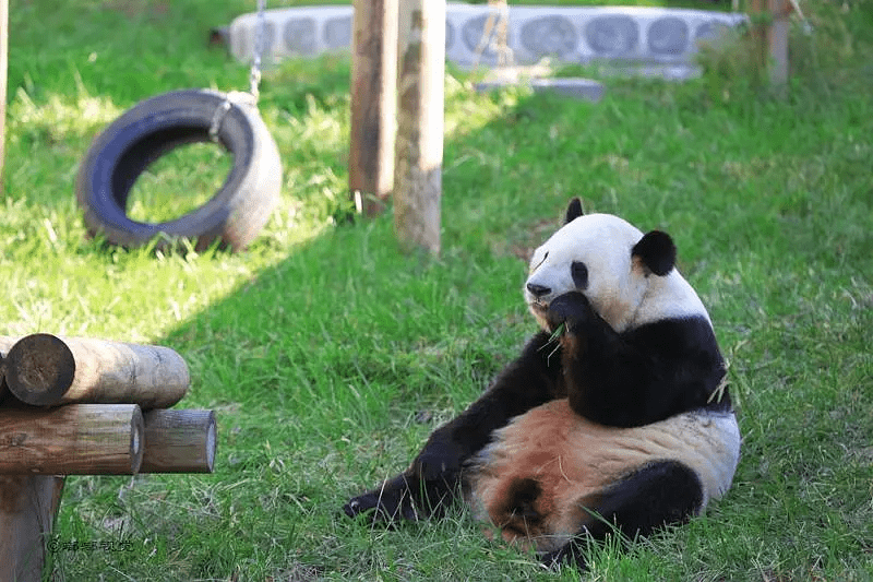 熊猫.png
