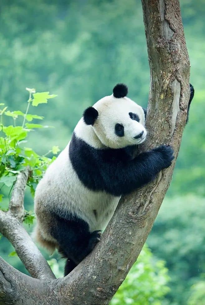 熊猫6.jpg