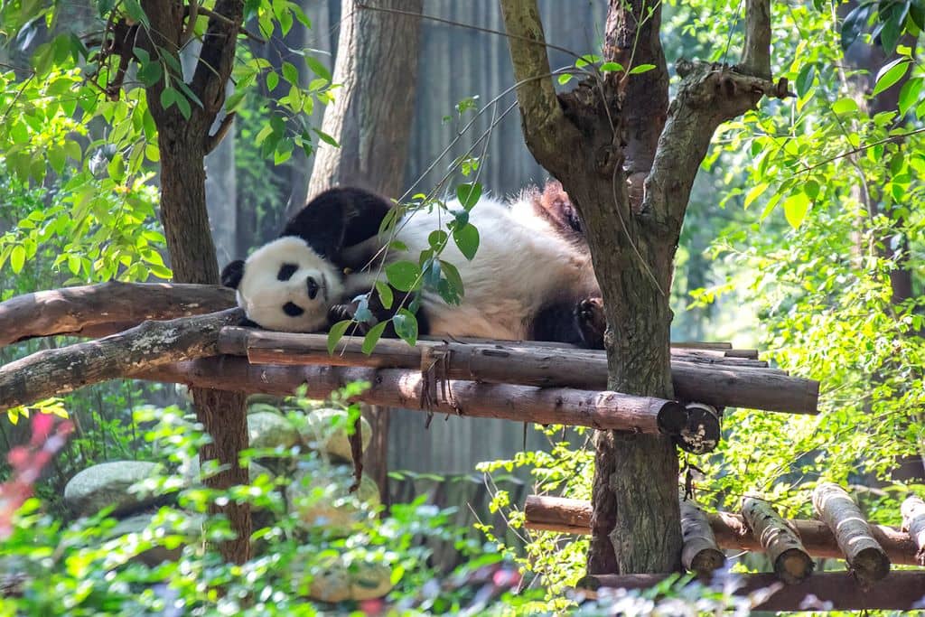 熊猫1.jpg